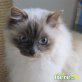 Mara, Heilige Birma - Katze