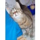Mara, Katzenmäderl Mara sucht neues zuahuse! - Katze