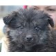 Mara, Terrier - Hündin