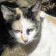 Mara, bunte - Katze