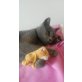 Mara, sucht Kuschelplatz mit Katzengesellschaft - Katze