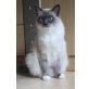 MaraBella, Ragdoll - Katze