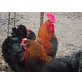 Marans - männlich