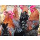 Marans - männlich