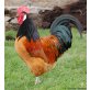 Marans - männlich