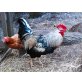 Marans - männlich