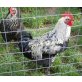 Marans - männlich