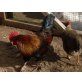 Marans - männlich
