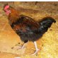 Marans - männlich