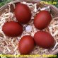 Marans - weiblich