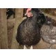 Marans - weiblich