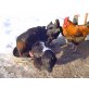 Marans - weiblich