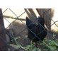 Marans - weiblich
