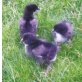 Marans - weiblich