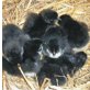 Marans - weiblich