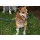 Marcel Zwerg, Pinscher-Mix - Rüde