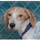 Marcia - NOTFALL, Beagle Mix - Hündin