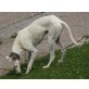 Marcial, Galgo Español - Rüde
