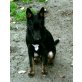 Marcie, Labrador kleiner bleibend Welpen - Rüde