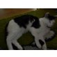 Marco, Europäische Kurzhaar - Kater