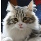 Marco, Tauber - Kater