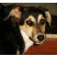 Marcy, viele liebe Hunde - Hündin