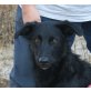 Marea, Border Collie Mix - Hündin