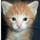 Maresa, rote - Katze