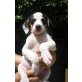 Maresi, Pinscher  Mix - Hündin
