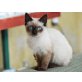 Margò, Birma-Langhaarmix - Katze