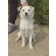 Marga, Terrier-Mix - Hündin