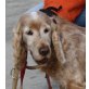 Margarita, Cocker Spaniel - Hündin