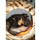 Margie, Perser - Katze