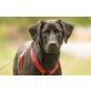 Margo, Labrador-Mix - Hündin