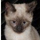 Margo, Siam-Mix - Katze