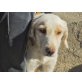 Margot, süßer Familienhund - Hündin