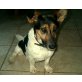 Mari, Jack Russel unbekannt - Hündin