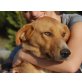 Mari Pili, Labrador Mix - Hündin