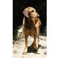 Maria, Segugio Italiano - Hündin