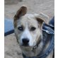 Mariah, Husky Mix - Hündin