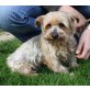 Marianna - NOTFALL, Yorkshire Terrier - Hündin