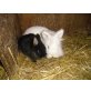 Marie Antoinette und Gismo, Löwenkopfkaninchen - männlich