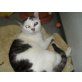 Marie, Europäische Kurzhaarkatze - Katze