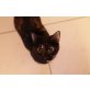 Marie, Europäische Kurzhaarkatze - Katze