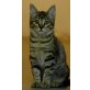 Marie, Jungkatze Marie sucht ein neues Heim - Katze
