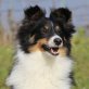 Marie, Sheltie - Hündin