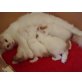 Marie,Toulousienne,Berlioz, Türkische Van Katze - Katze