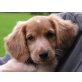Marie, cockerspaniel-mix Welpen - Hündin