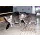 Marie, ehk&ehk - Katze