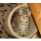 Mariechen, Europäische Kurzhaarkatze - Katze